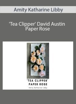 Amity Katharine Libby – ‘Tea Clipper’ David Austin Paper Rose
